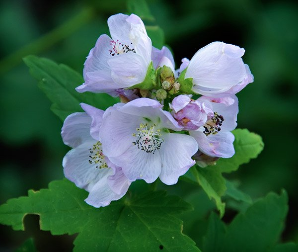 mountain mallow